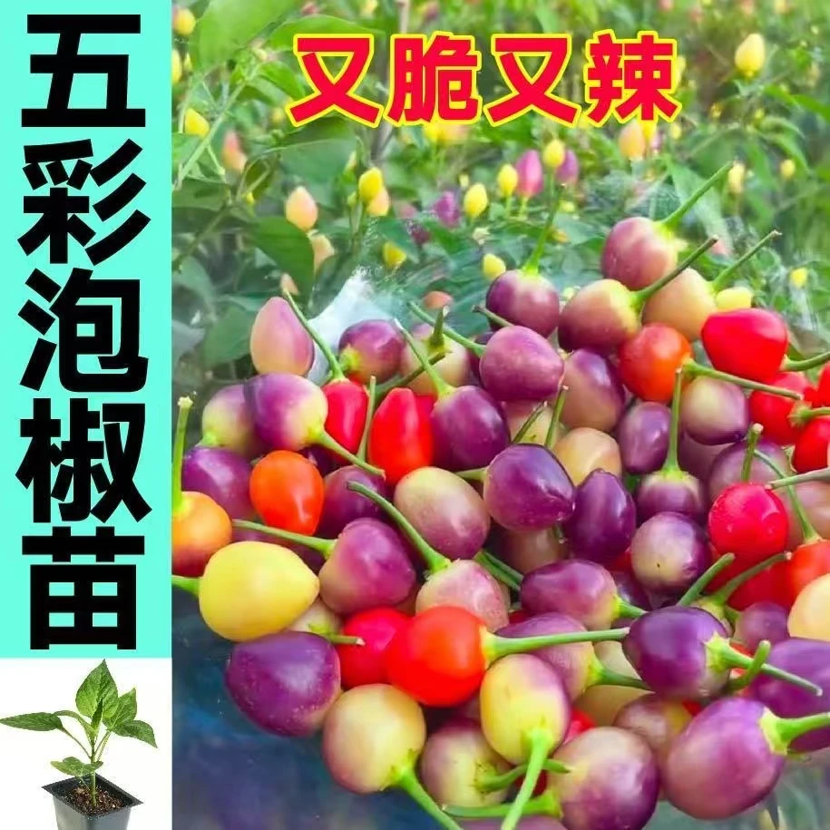 观赏食用五彩泡椒苗秧七彩六彩多彩椒种子四季盆栽带土球小辣椒苗