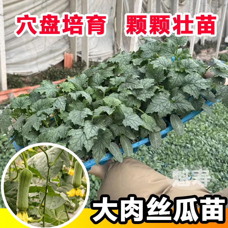 短棒大肉丝瓜种苗春夏秋季耐热高产四季菜瓜种籽庭院爬藤蔬菜种孑