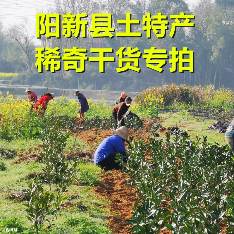 湖北阳新县农家土特产稀奇干货专拍链接