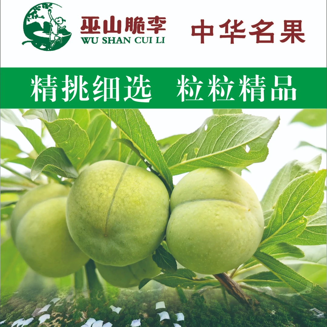 [中通快递]巫山脆李皮薄肉厚脆嫩爽口曲尺乡原生老品种果35-55克
