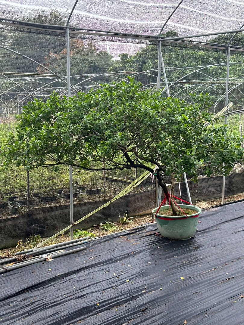 【一颗绿植】精品海岛熟桩栀子花意境盆景庭院造景室内外盆景茶空间