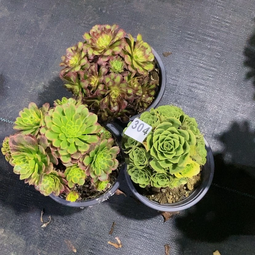 【闪购商品】304三颗