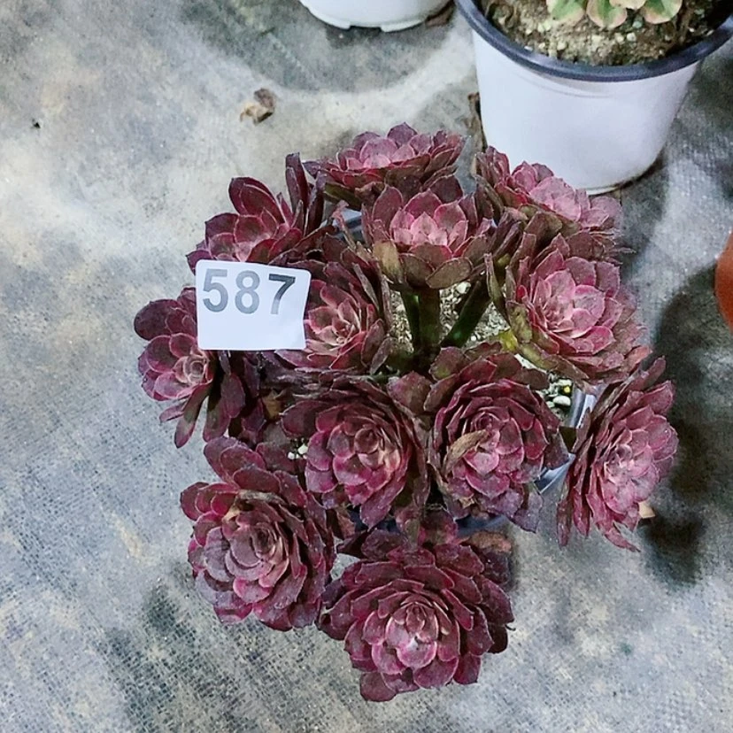 【闪购商品】587紫霞