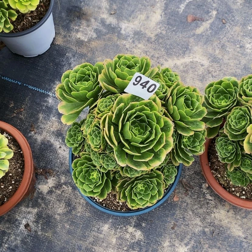 【闪购商品】940辛尼亚