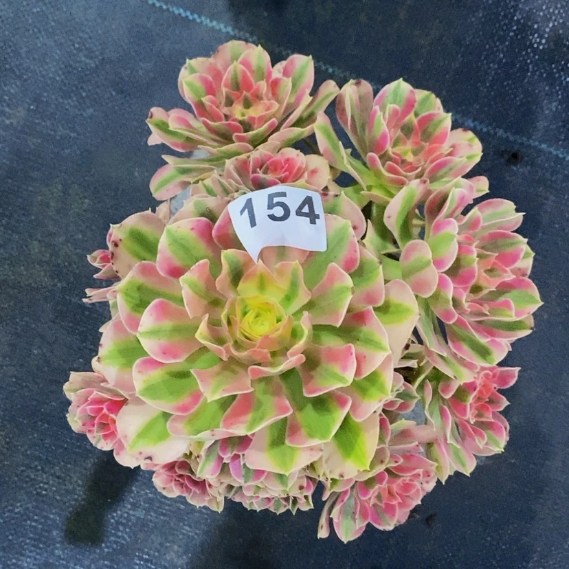 【闪购商品】154粉女巫