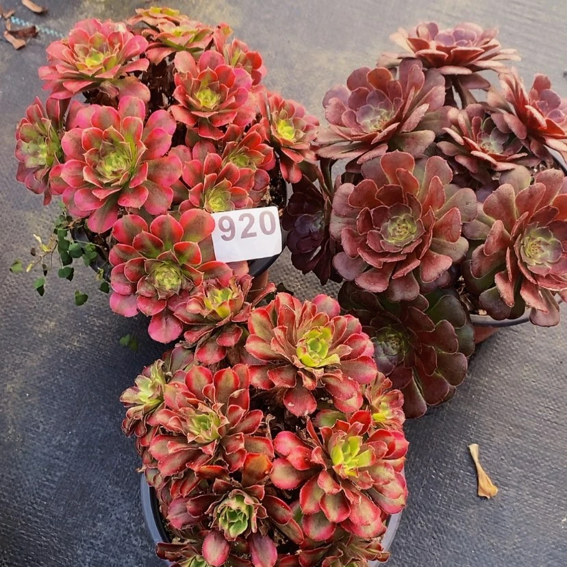 【闪购商品】920三颗