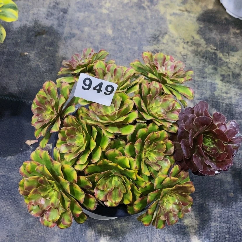 【闪购商品】949黛玉丛林