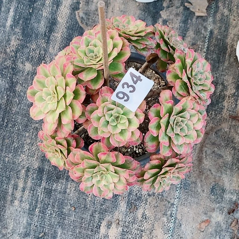 【闪购商品】934糖果粉黛丛林