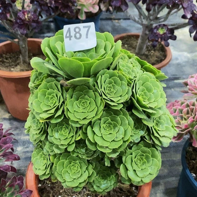 【闪购商品】487绿玫瑰