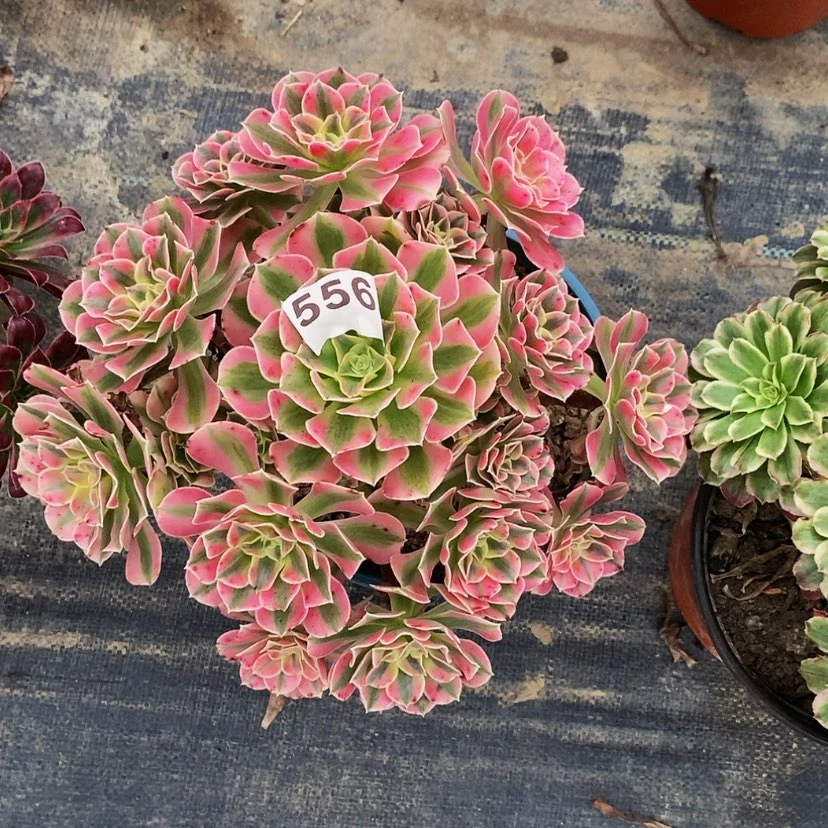 【闪购商品】556粉女巫