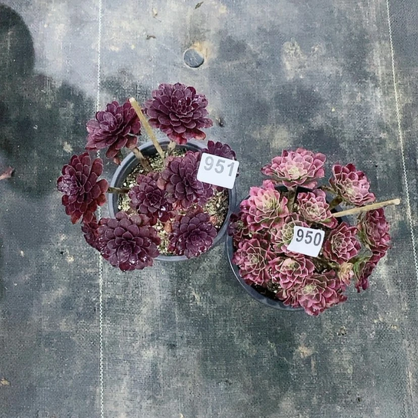 【闪购商品】951黑天鹅950天河丛林