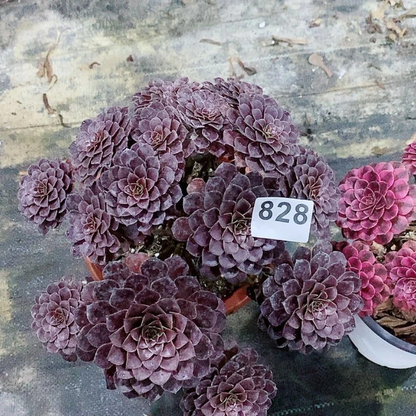 【闪购商品】828黑铜壶