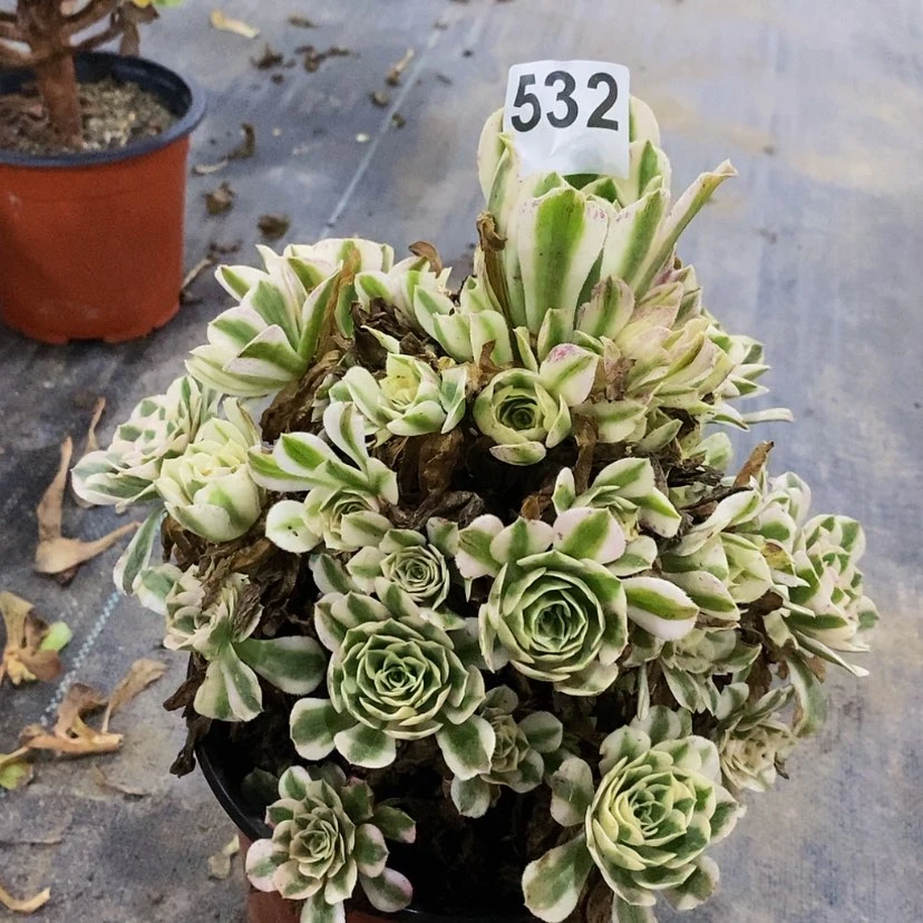 【闪购商品】532迈巴赫