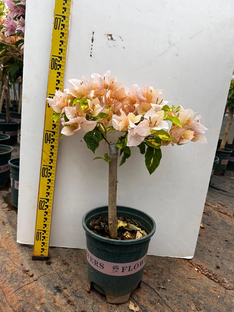 新品嫁接三角梅大棵棒棒糖大号彩色勤花三角梅品种三角梅一物一拍