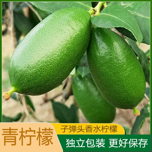 整箱子弹头香水柠檬无籽柠檬新鲜现摘应当季香柠檬茶奶茶店专用