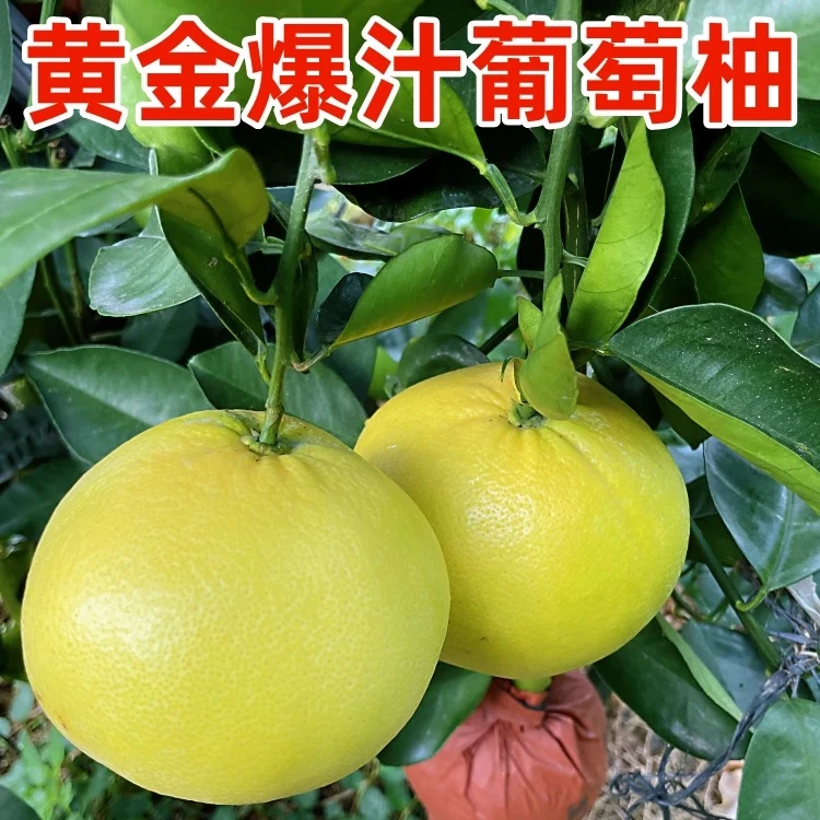 爆汁葡萄柚1个 单点不配送 小时达