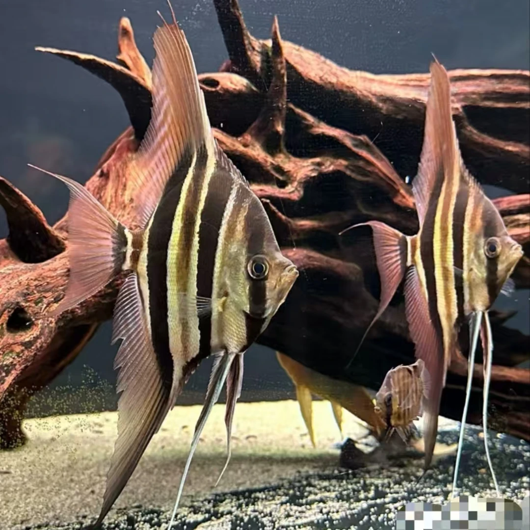 野生圣菲埃及神仙鱼（3.5年肉身11CM）