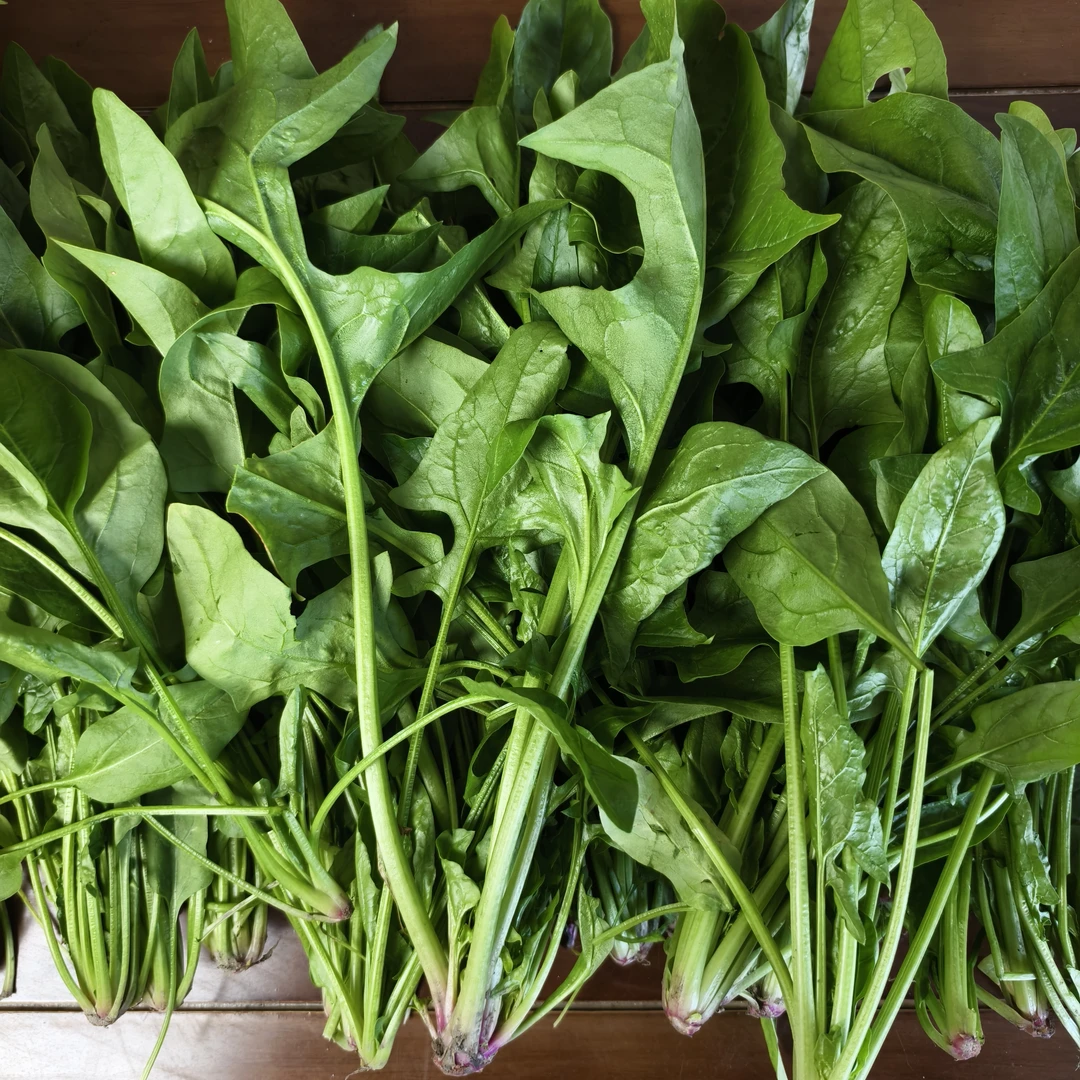 【顺丰包邮】农家露天种植菠菜鲜嫩现摘现发顺丰包邮