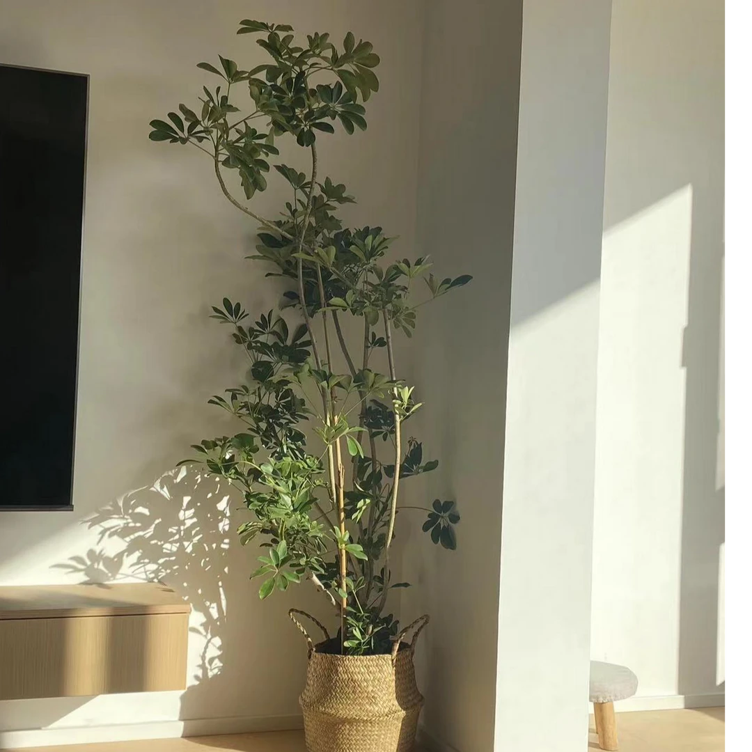 造型老桩鸭脚木盆栽客厅室内大型绿植净化空气好养绿植环境生长