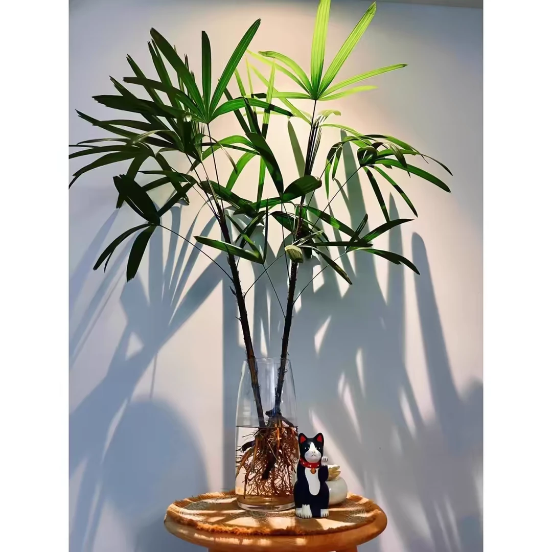 招财金山棕竹水培花卉绿植客厅摆放水培植物办公室桌面懒人花植物