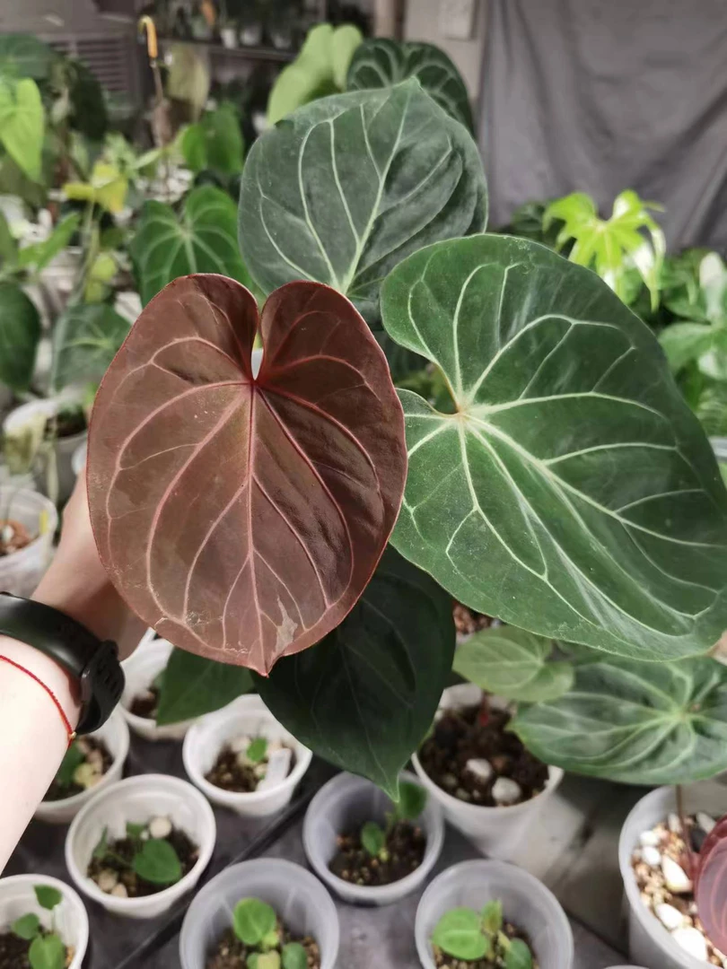 翠泽异植 进口HU家KOS黑桃王牌花烛带牌，国内养定2月以上