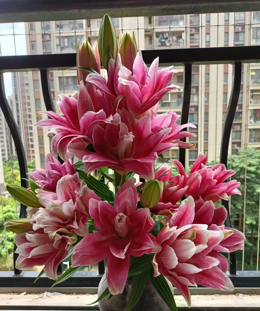 P3【达琳达重瓣百合】一单顺丰包邮，生花苞发货，微熟/偏生不售后