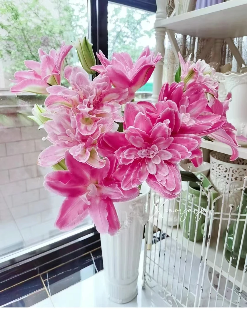 A12【莲花仙子重瓣香水百合】一单顺丰包邮，0度以下地区需拍保温棉