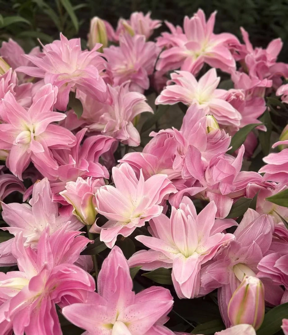 F11【莲花雅致重瓣百合】顺丰包邮，5度以下地区需加拍保温棉