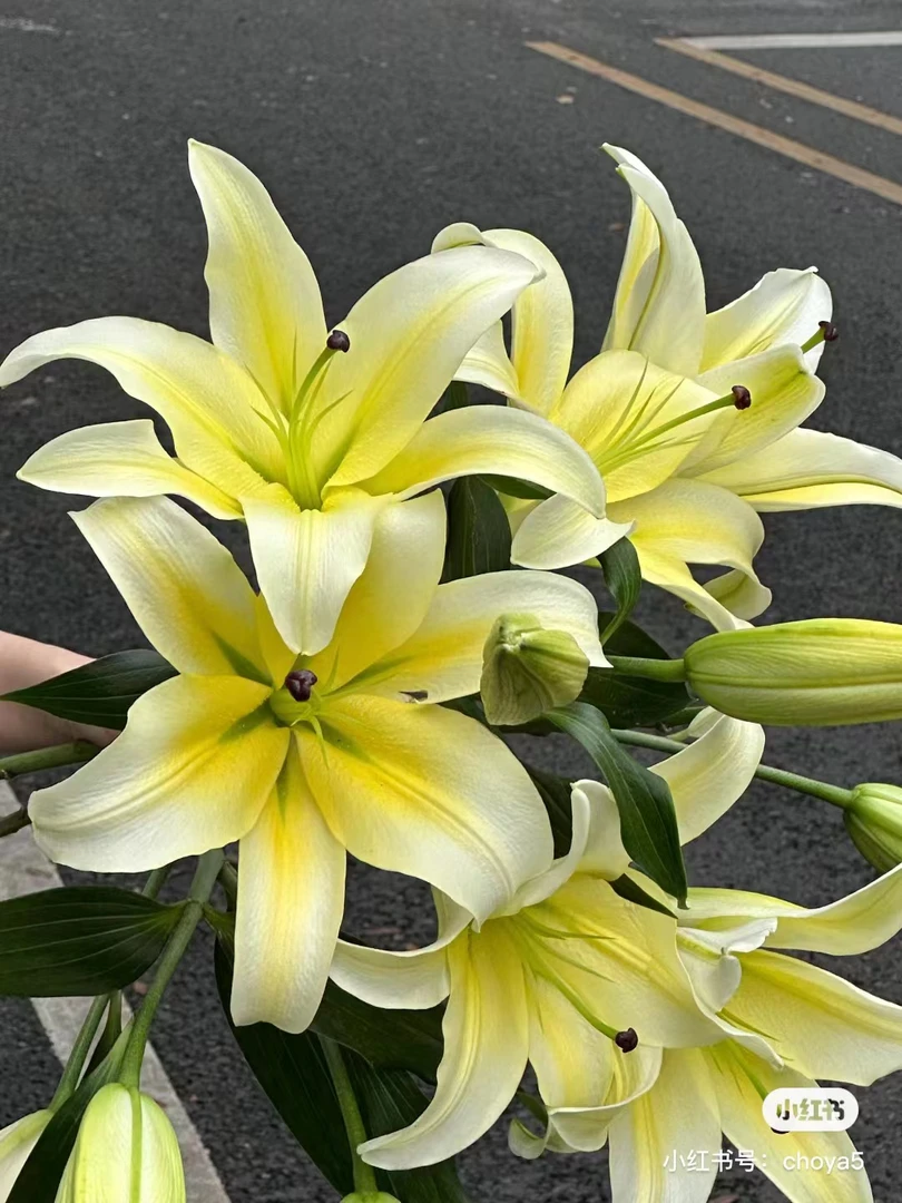 F01【黄天霸香水百合】顺丰包邮，5度以下地区需拍保温棉