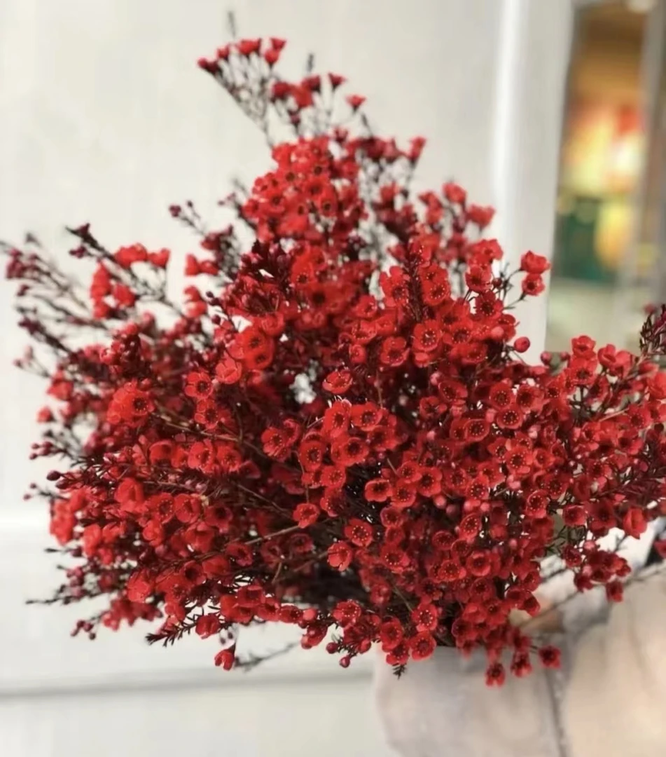 L88【腊梅】顺丰包邮，5度以下地区需加拍保温棉