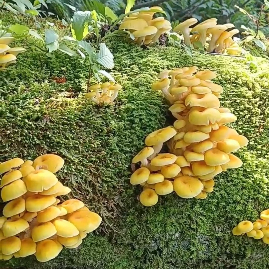 吉林长白山榆黄蘑半斤/1斤顺丰空运分南北地区看地址再选链接下单