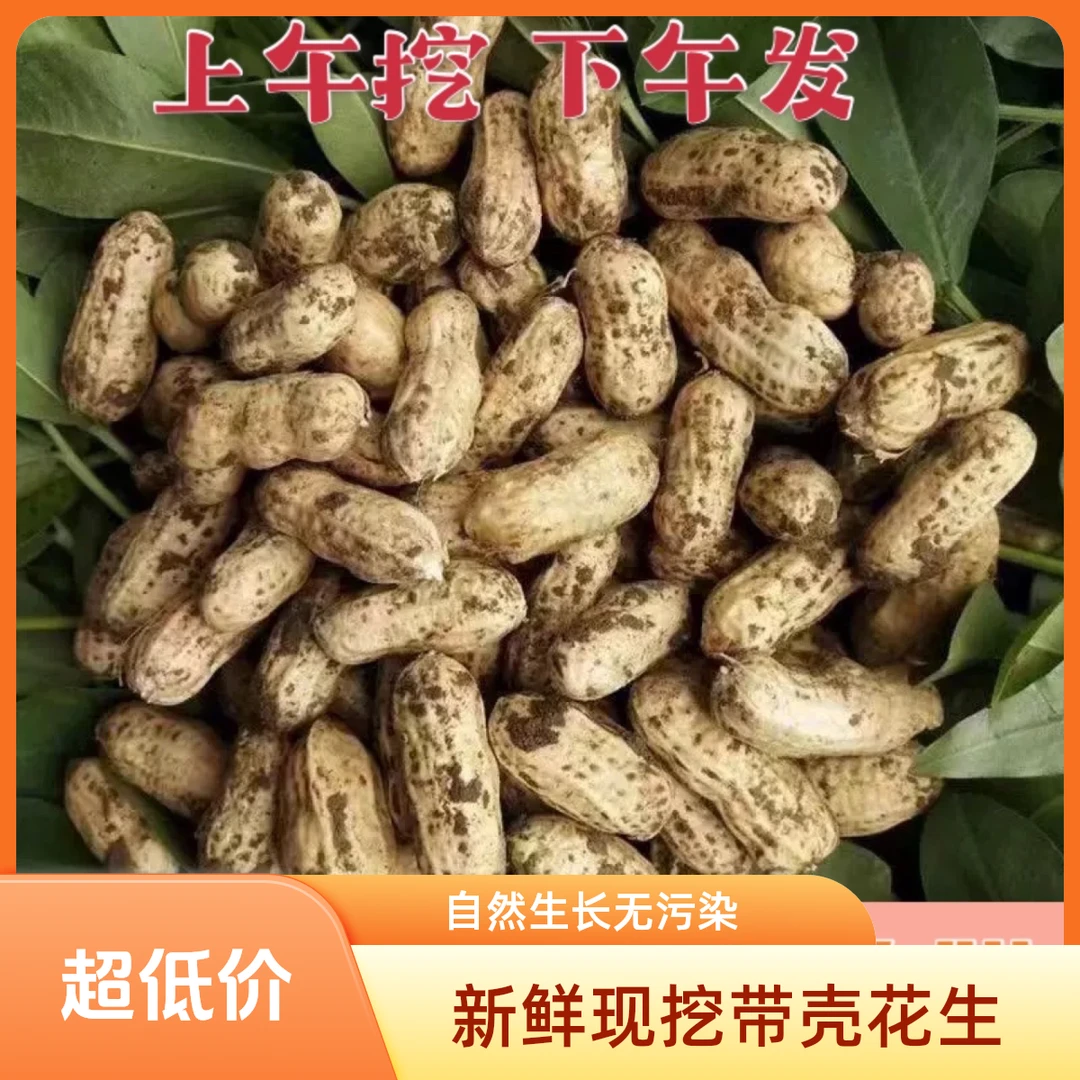 [2024当季鲜花生]1斤尝鲜装带壳现挖粉皮农家自种新鲜带泥花生