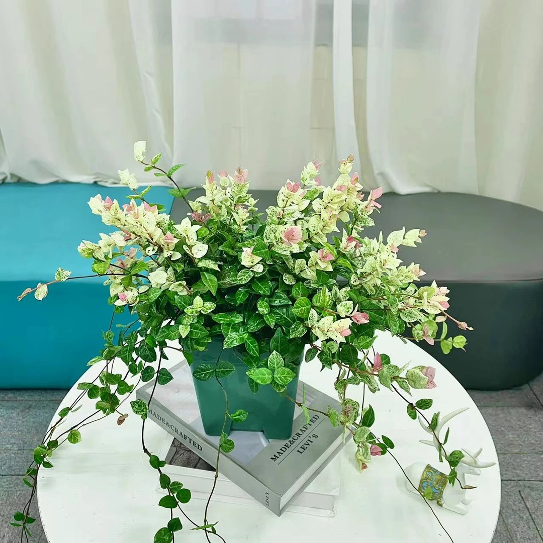 【花未眠@】花叶络石绿植盆栽阳台庭院观叶可垂吊攀藤耐寒耐热