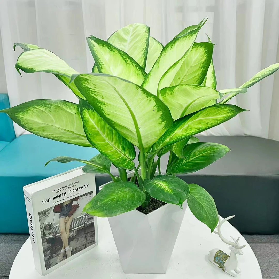 【花未眠@】玛丽安植物盆栽客厅粉黛万年青银皇后绿植+菱形树脂盆