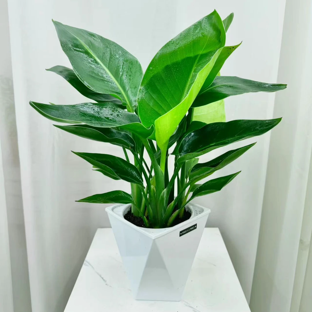 【花未眠】网红天堂鸟室内阳台绿植办公室好养易活净化空气吸甲醛