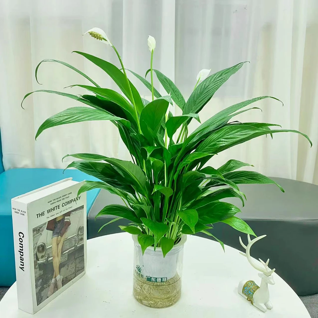 【多多花卉】水培开花白掌一帆风顺室内四季开花净化空气吸甲醛绿植