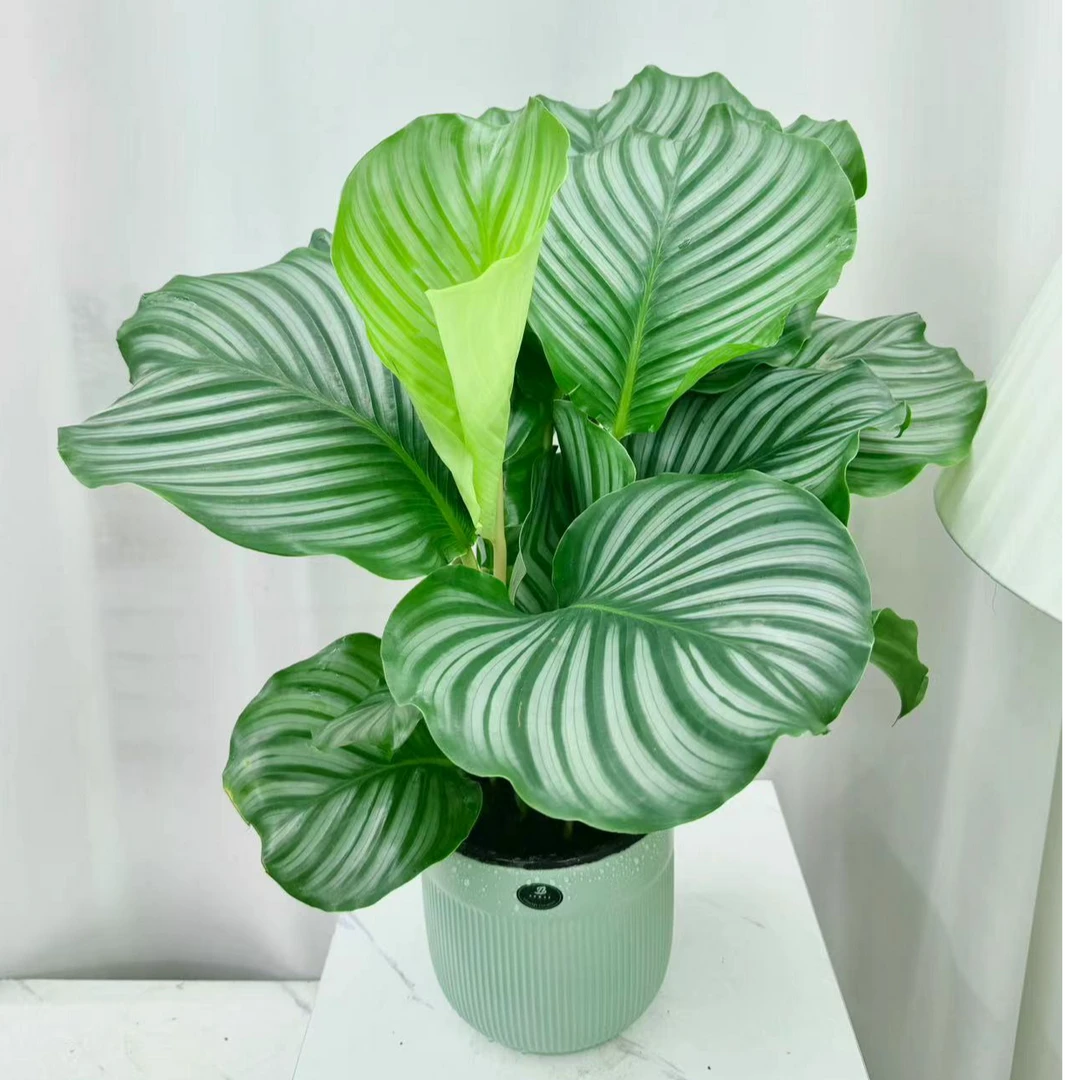 青苹果绿植室内办公室绿植盆栽竹芋四季常青吸甲醛【多多花卉】
