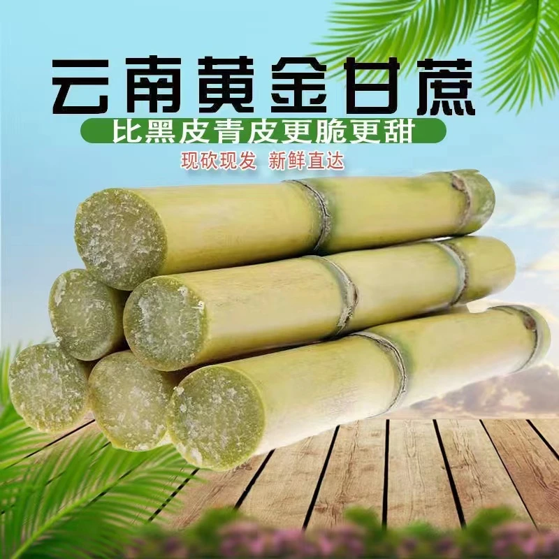 云南黄金甘蔗现砍新鲜应季农家皮薄清甜多汁黄皮甘蔗5/9坏果包赔A