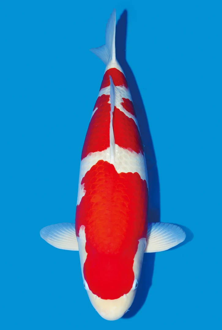 精品锦鲤风水鱼冷水观赏鱼