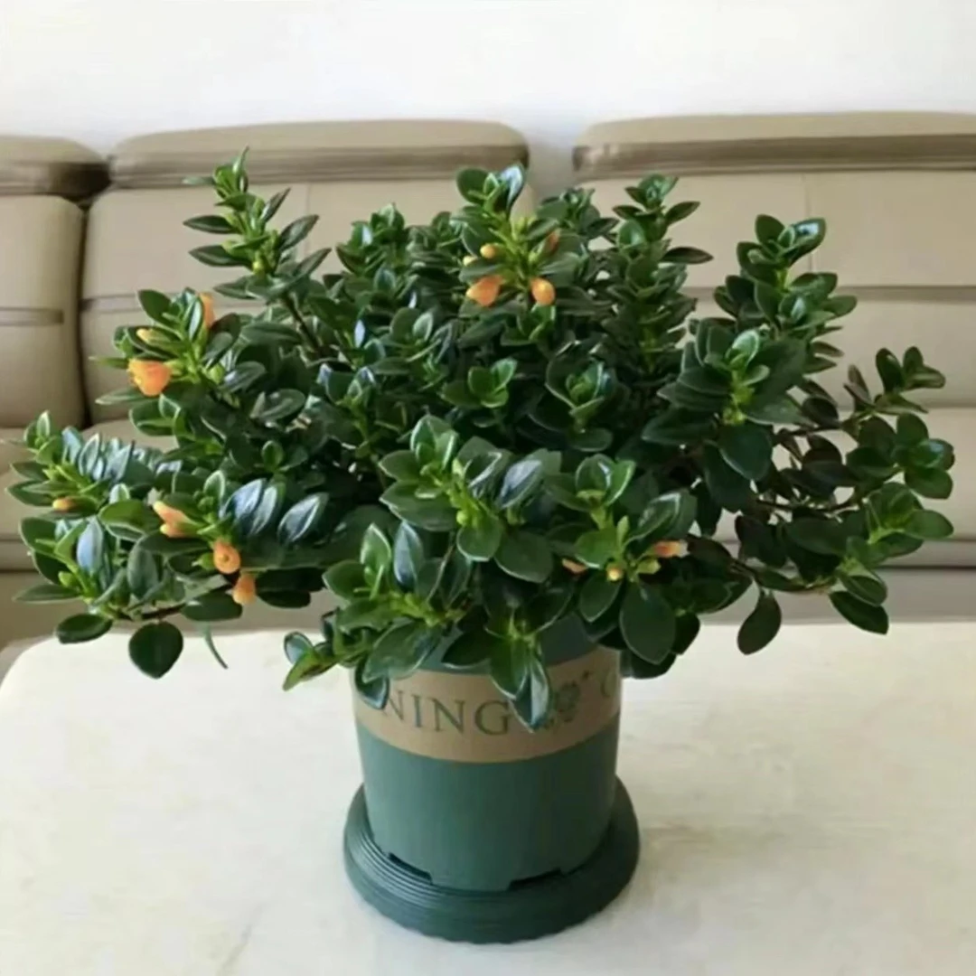 金鱼吊兰金鱼花室内阳台庭院盆栽绿植花卉好养易活吊盆耐旱观赏