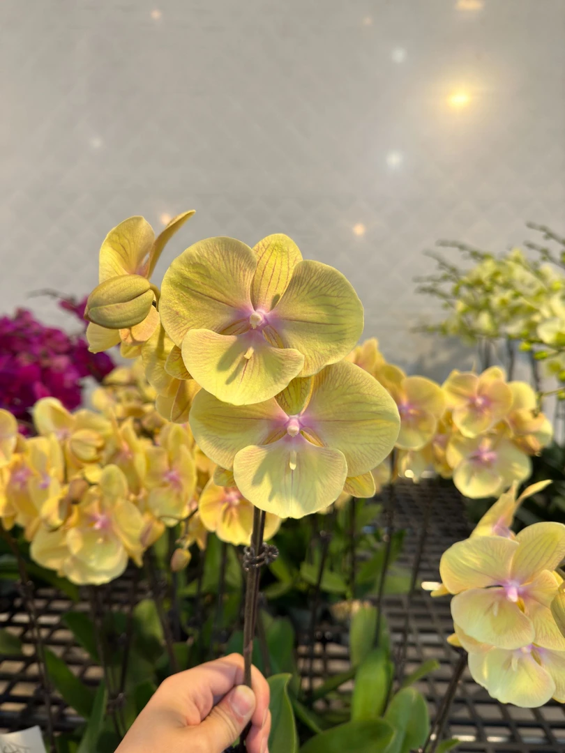 蝴蝶兰【金玉满堂】广东基地水培绿植高端花卉高端摆设乔迁开店送礼