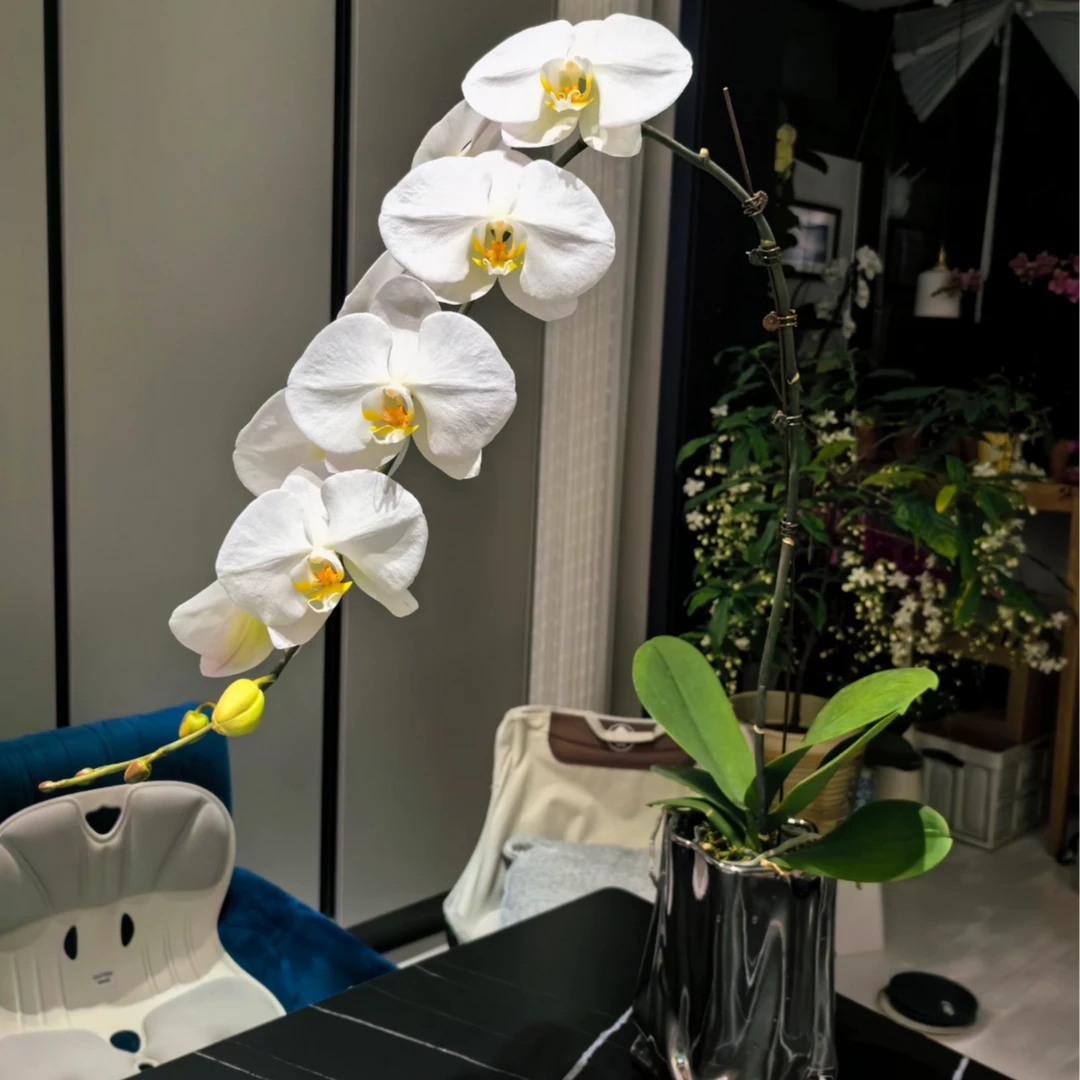 蝴蝶兰【大白V3】精品高端花卉摆设乔迁开店广东直发送礼送人