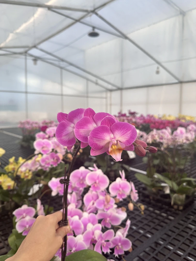 蝴蝶兰【雪山飞狐】广东基地高端花卉高端摆设乔迁开店送礼送人