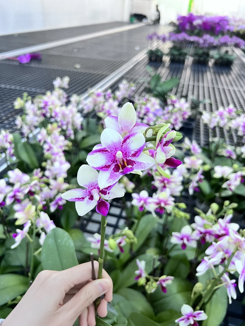 蝴蝶兰【紫钻】精致小花型轻奢摆设卧室内花型送人送礼基地直发