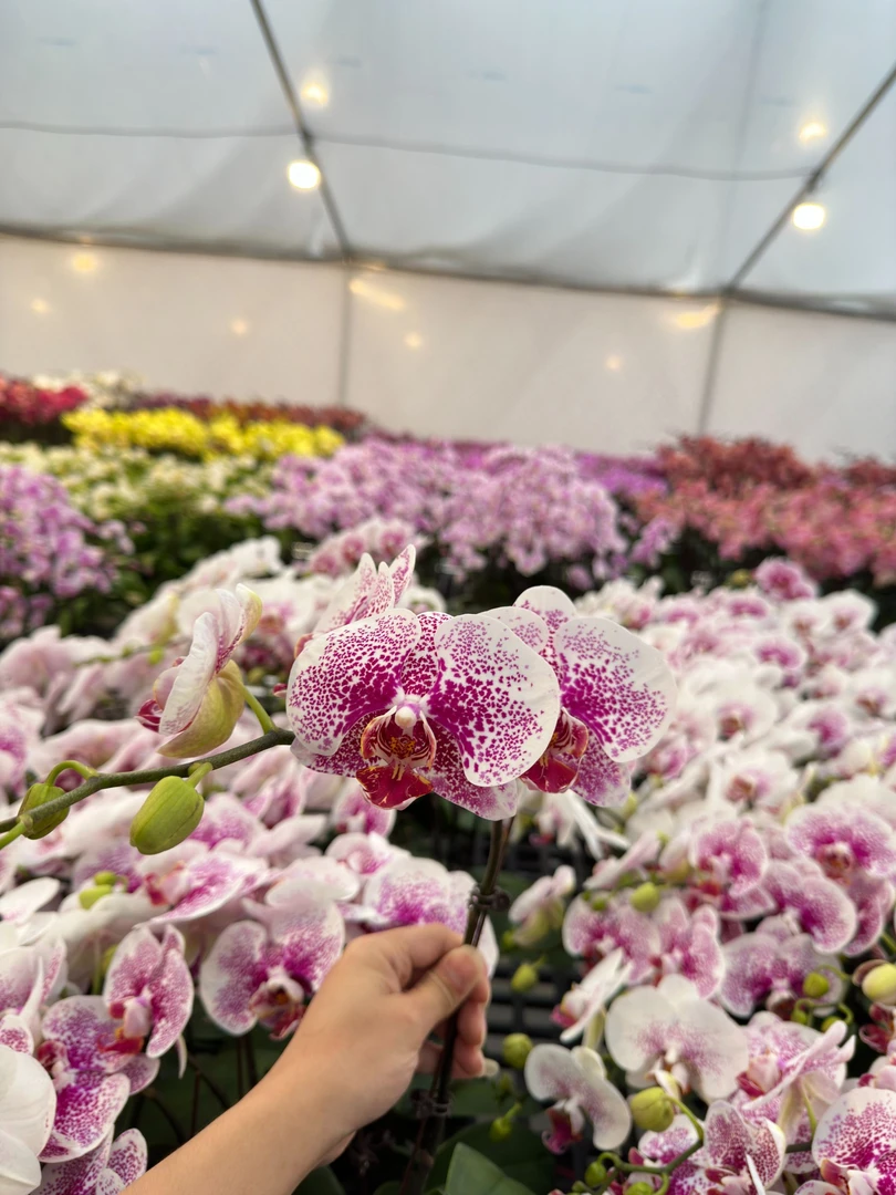 蝴蝶兰【龙树宝贝】3.5寸广东源头基地直发带花带花苞发货