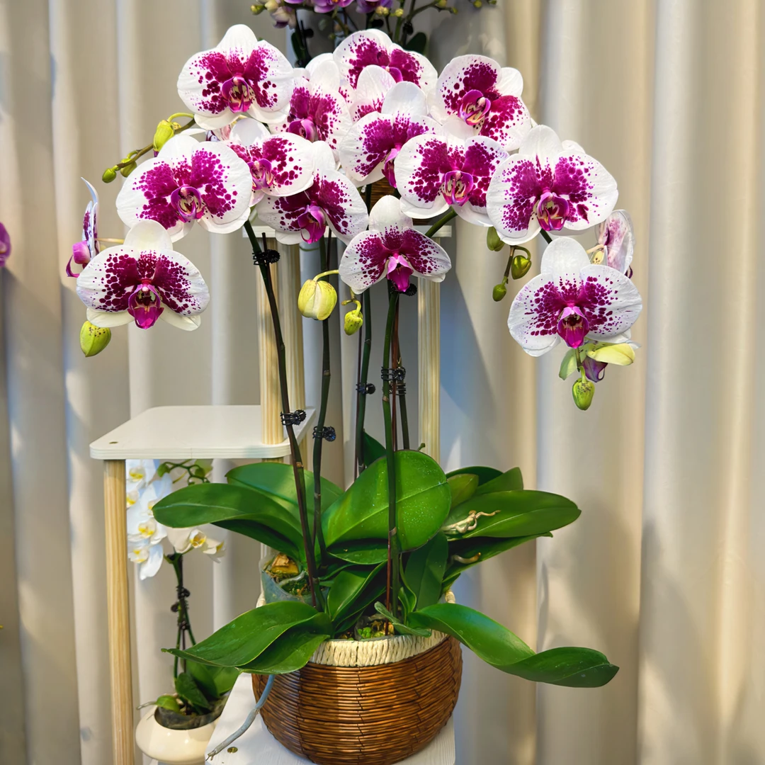 教师节中秋节【鸿运财神】蝴蝶兰喜庆大花型新店乔迁带花带花苞基地