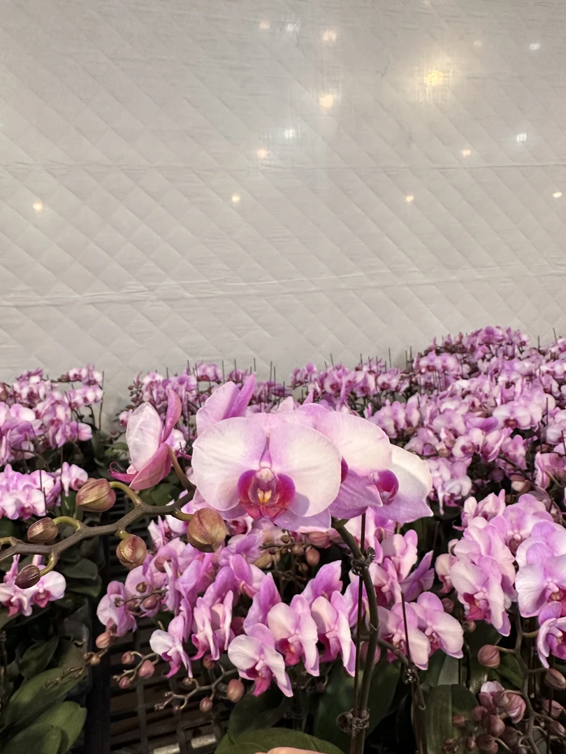 蝴蝶兰【豆蔻佳人】广东源头基地直发带花带花苞发货