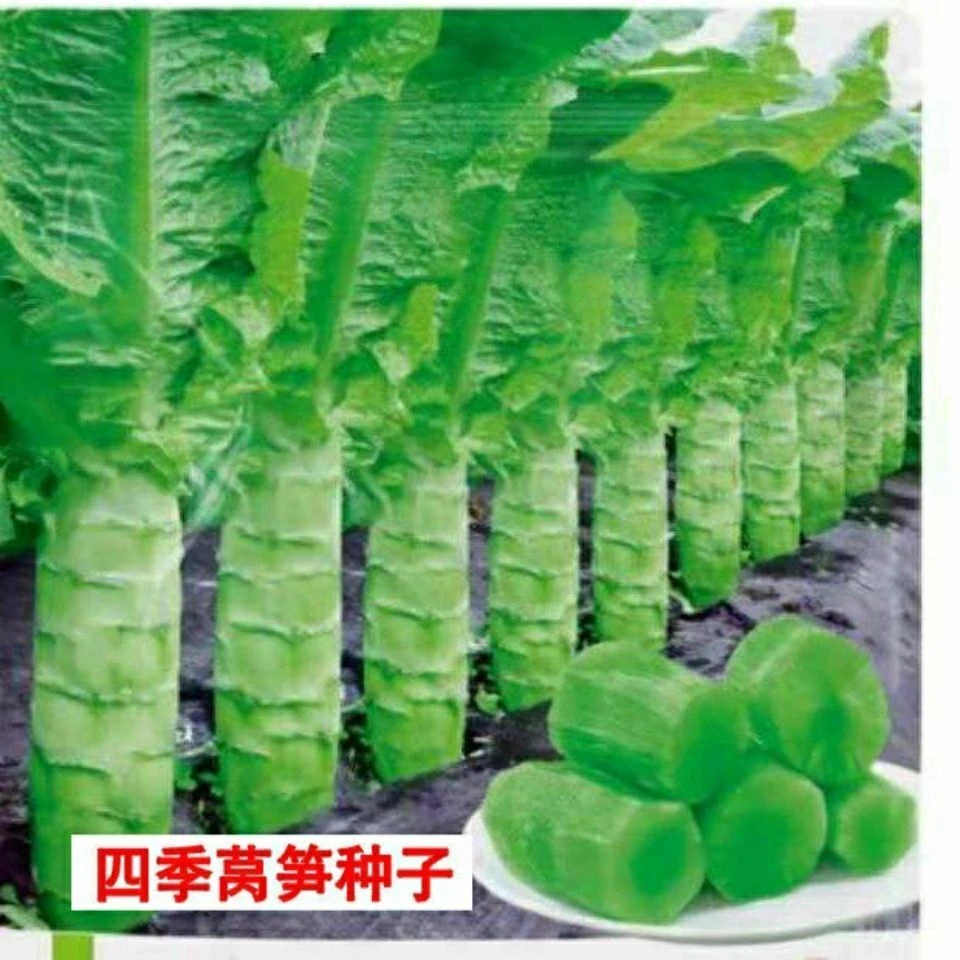 四季莴笋种子青皮绿肉香莴笋种子高产耐热耐寒春秋冬播种蔬菜种籽