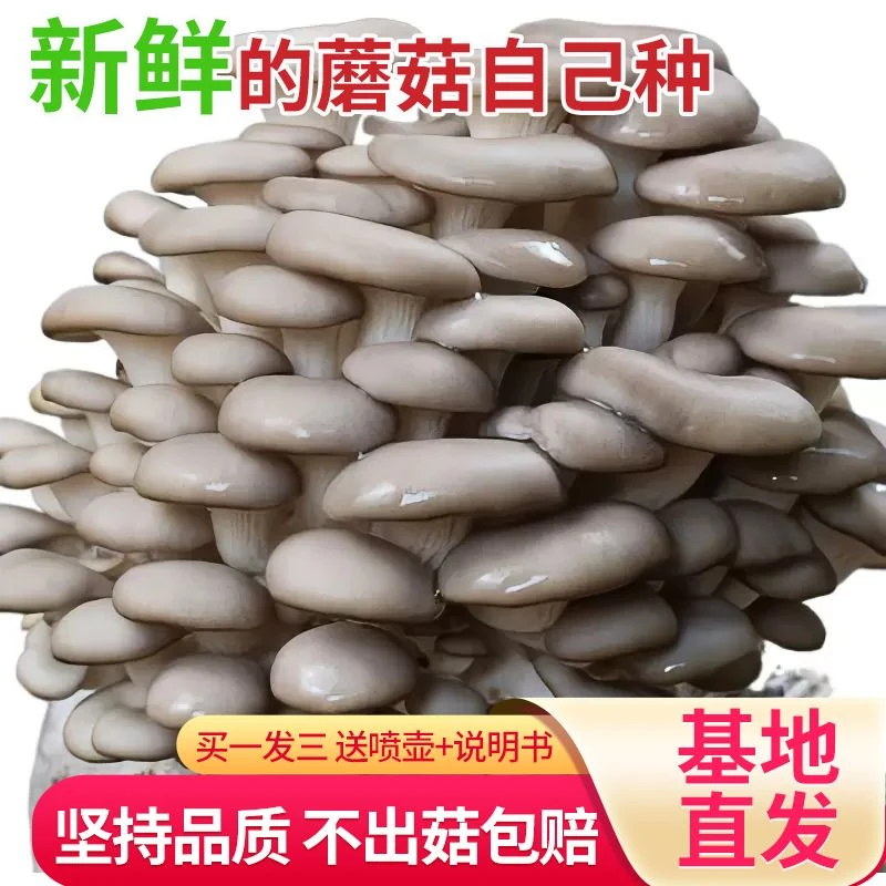 蘑菇蘑菇菌包菌种种菌包蘑菇菌种平菇蘑菇种植香菇种蘑菇蘑菇菌包