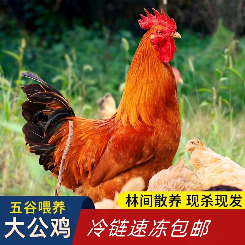 【小邢哥】农家黄脚公鸡顺丰包邮三只毛重12斤净重9斤左右